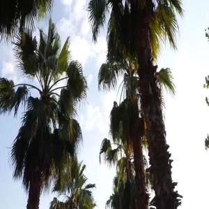 QUIERO QUE ME QUIERAS (feat. SADWARE)