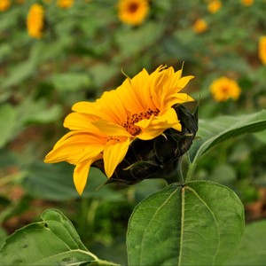 璀璨冒险人-沈传月