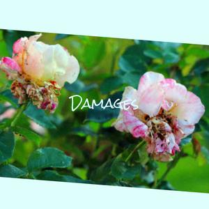 Wintertime Cheesecake