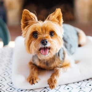 Comfort Sound for Dogs: Soothing Melodies