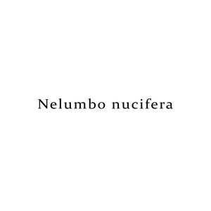 Nelumbo nucifera (Explicit)