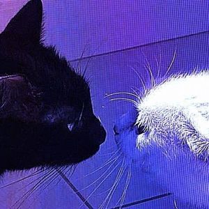 найди, убей (prod. By Wolet X @maestro Wons)