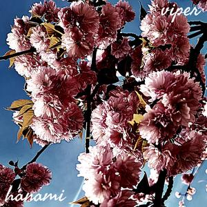 hanami (Explicit)