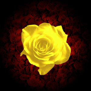 Yellow Rose