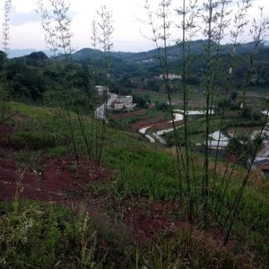 陈先鉎 - 我的家乡