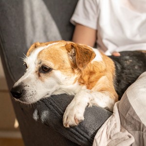 Hip Hop Suave Para Perros