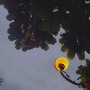 Sunflower Fields and Acid (Explicit)