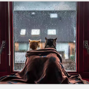 在没有你的夜里听雨