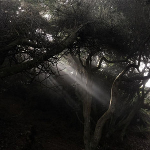 theres these woods i know