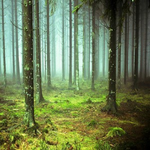 대자연의 신비(풀내음)