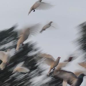 心似烟火 (片段版)