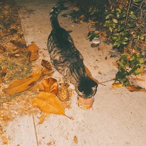 The Ballad of the Rapture