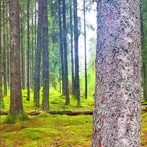 Madre Naturaleza (feat. Solöga)