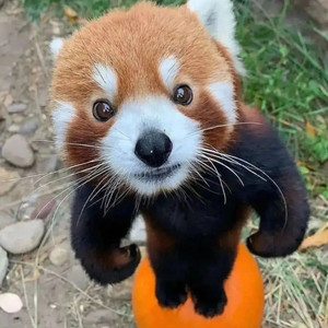 JJ's Birthday (Veeze Style) (Explicit)