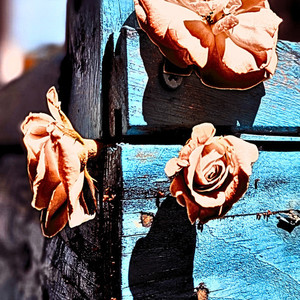 As rosas pelo caminho