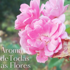 Aroma de Todas as Flores