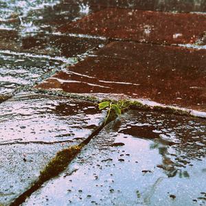 November Rain (Explicit)