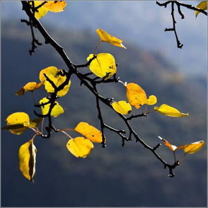 秋叶落-伴奏 (伴奏)