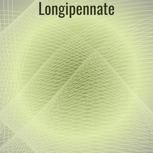 Longipennate