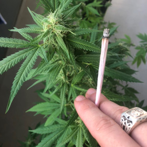 Bolando Planos (Explicit)