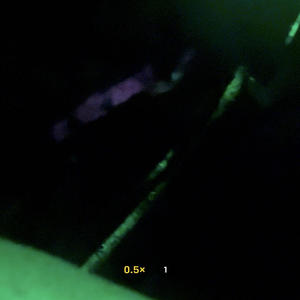 Lil poodie (feat. Gbandz) (Explicit)