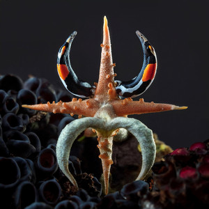 Proximity (Extended Mix)