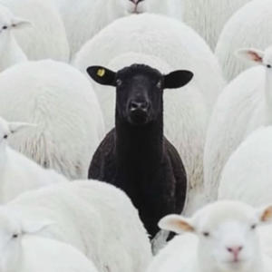 1020M cypher (feat. nazbang2 & dumwaytay)