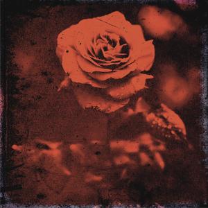 Roses (feat. Jamil Honesty) [Explicit]