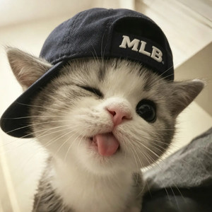 新疆的猫叫咪咪它不来 (DJ纯享版)