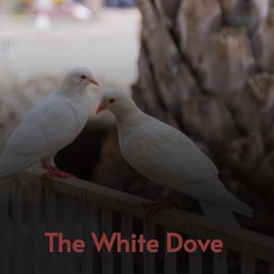 The White Dove