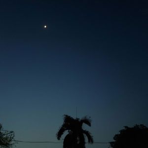 Cayman Cline Tongue Tied