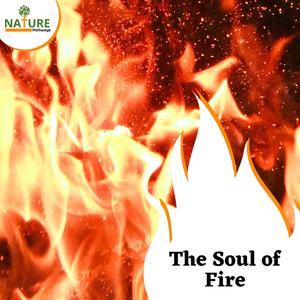 Singing Birds in Village