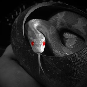 When Snake Eyes Blink (Explicit)