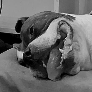 BOTHERATION (feat. babysevin) (Explicit)