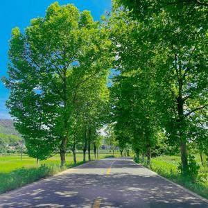 清透 - 钟小雅kiko封面