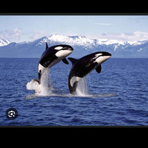 ORCAS (feat. StanWill) (Explicit)