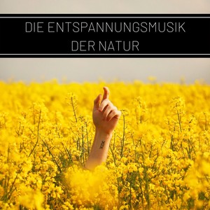 Die Entspannungsmusik der Natur: Wellness, Entspannung und Autogenes Training, Vogelstimmen