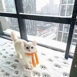 续集 (Amara remix)