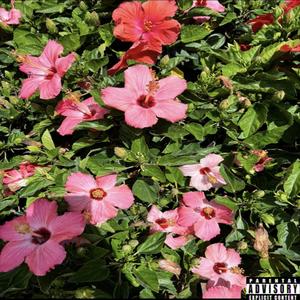 Wall Flower (Explicit)