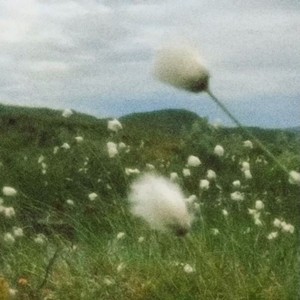 we may bend with the wind, but we won't break