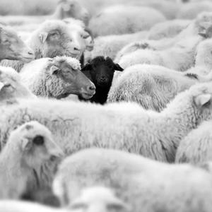 Black sheep (Explicit)