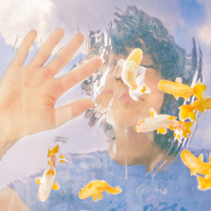 らんちゅう (兰寿金鱼)