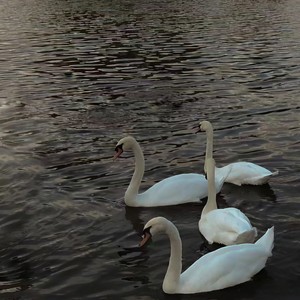 Careless Whisper (Remix)