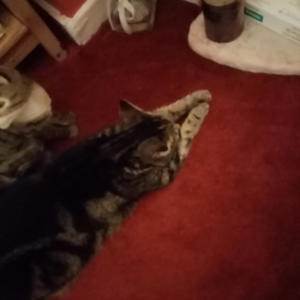 Well, You Can Tell By The Way I Use My Walk, I'm A Woman's Man, Not Gay at All