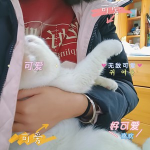 是对爱的渴望 (Live)封面