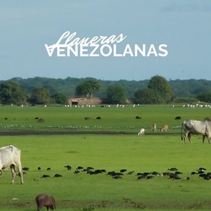 Llaneras Venezolanas