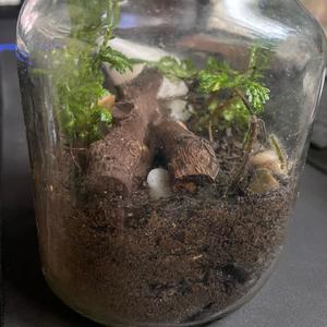 terrarium