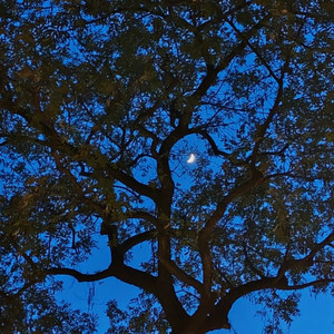 明月高悬夜空，眼下是春天……封面