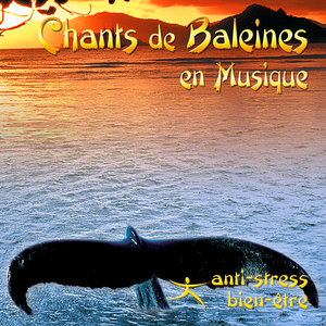 Chants De Baleines En Musique