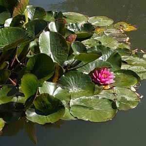 Together (feat. Hovis) (2023 Version)